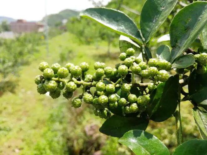花椒产业提质效联农富农稳增收